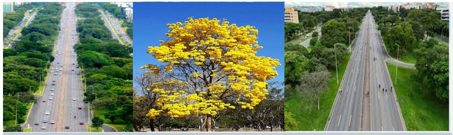 Foto Areas Verdes avde1.jpg